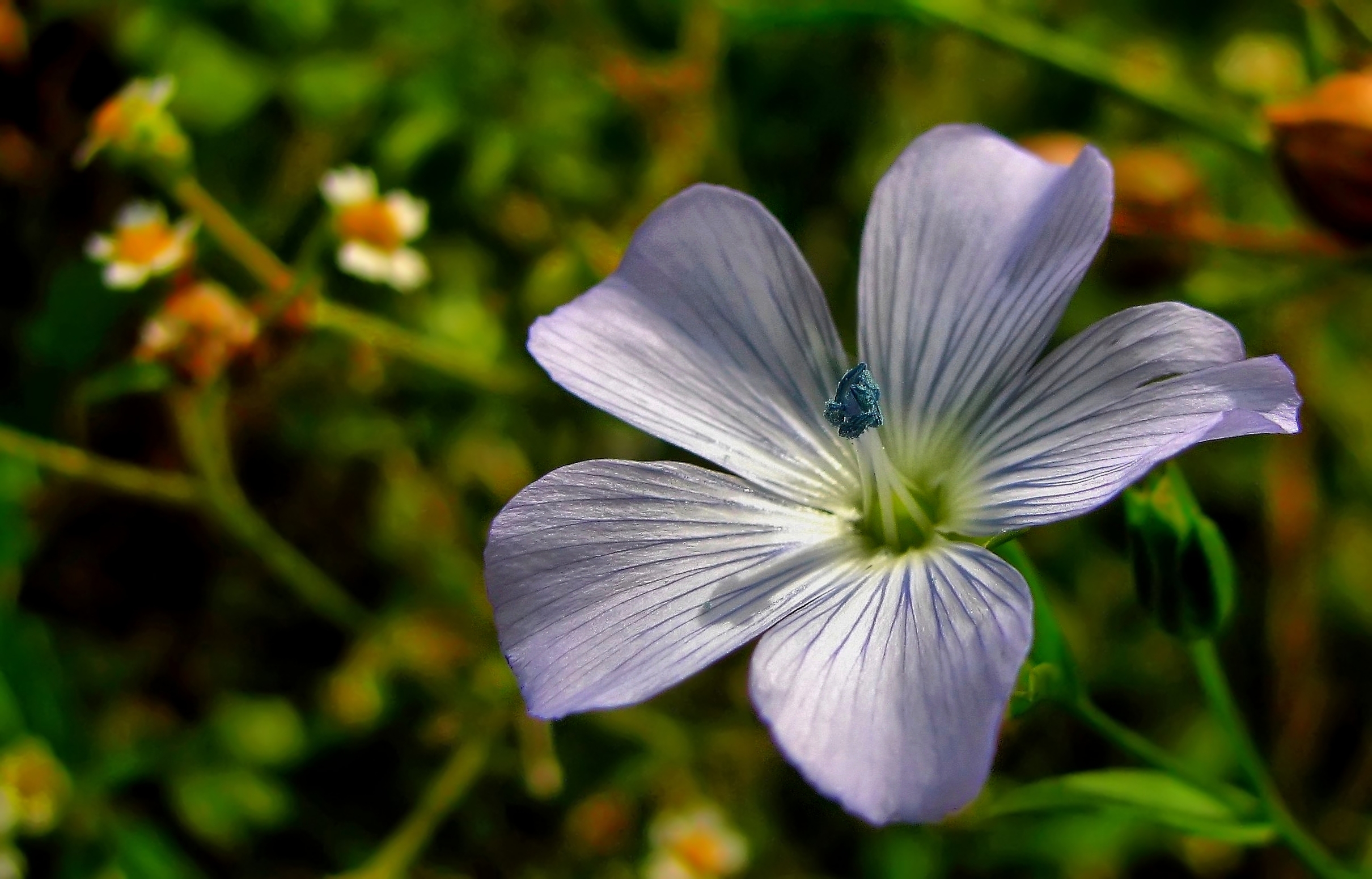 Wallpapers Nature Flowers 