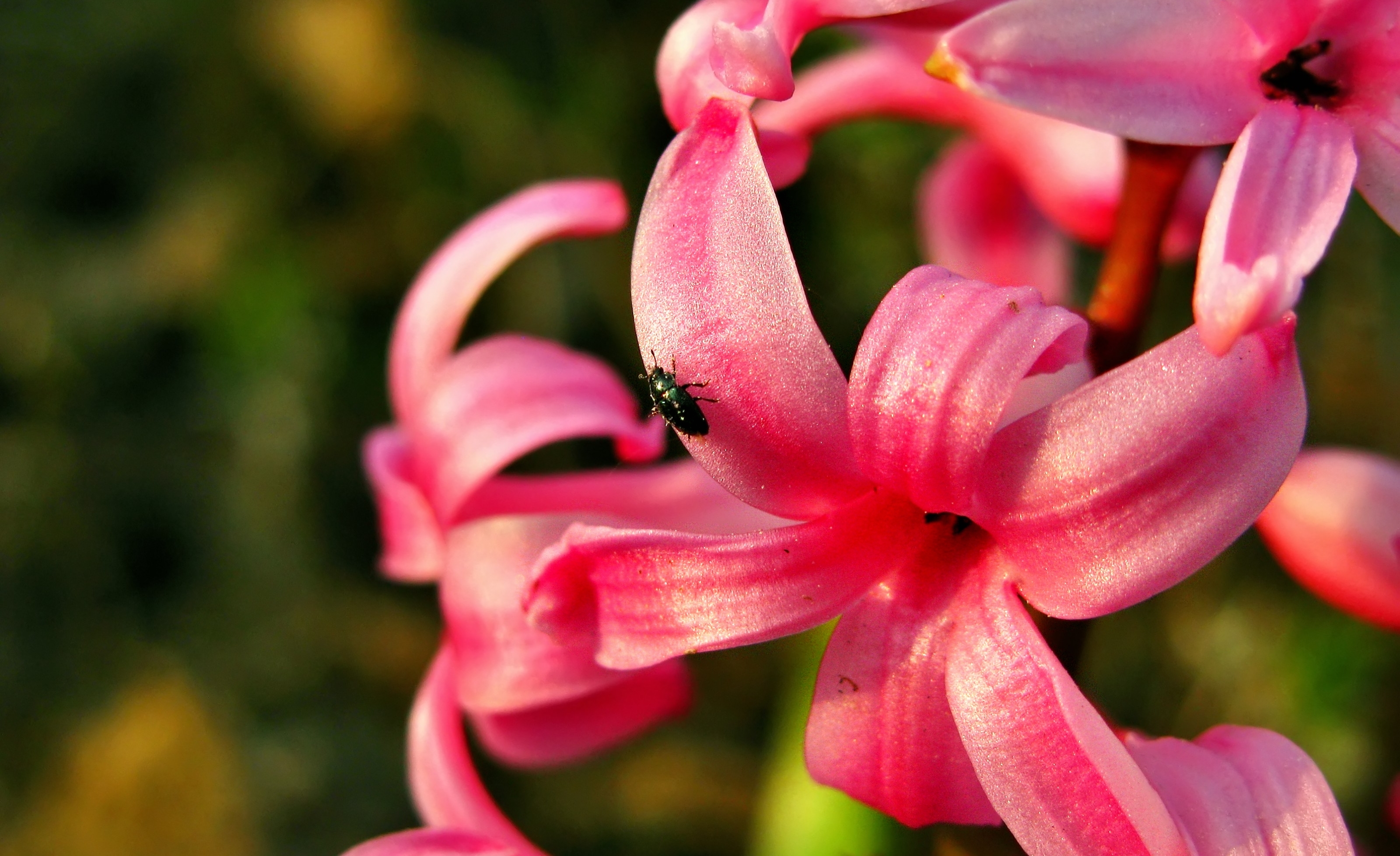 Wallpapers Nature Flowers 