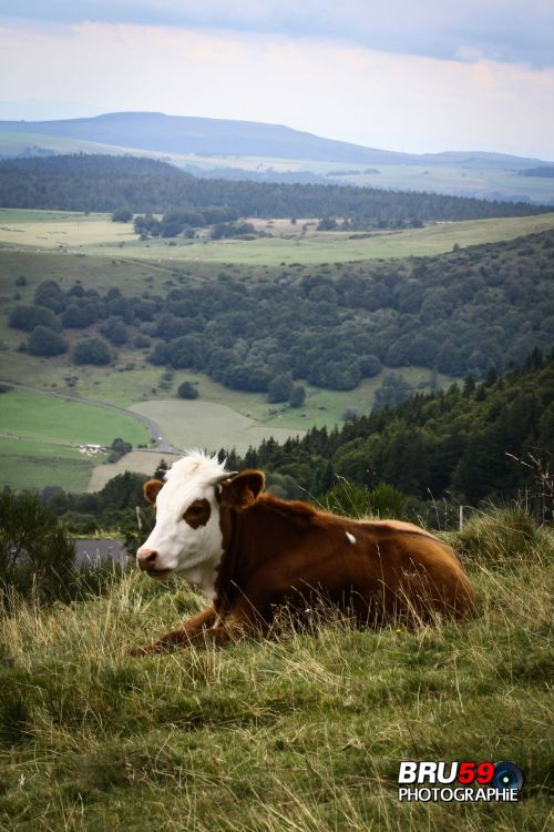 Wallpapers Trips : Europ France > Auvergne Vache au Lac Chambon