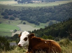  Voyages : Europe Vache au Lac Chambon