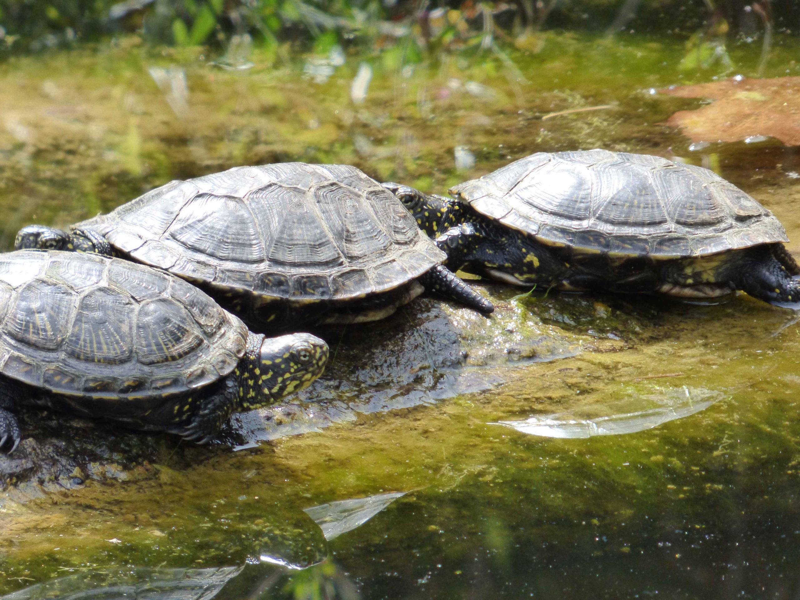 Fonds d'cran Animaux Tortues Tortue