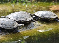  Animaux Tortue