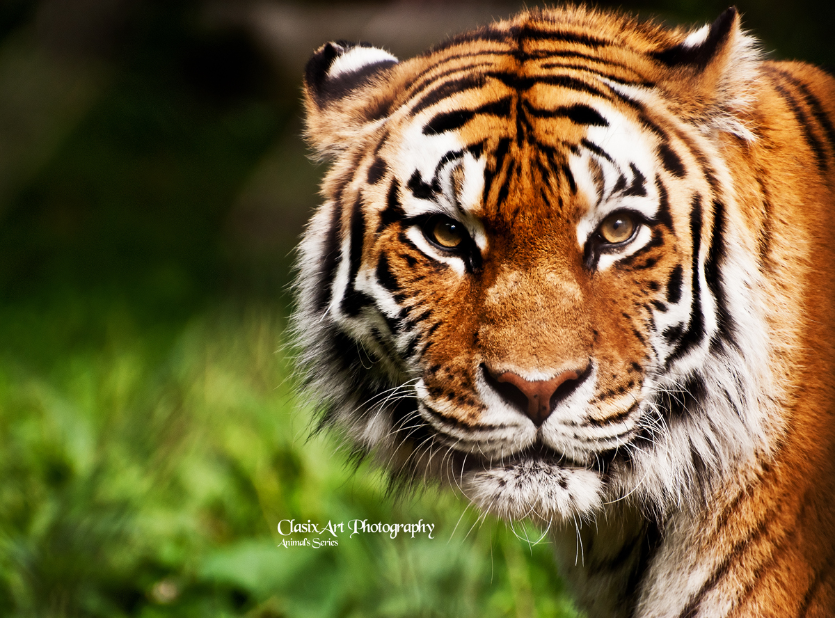 Fonds d'cran Animaux Flins - Tigres Eyes of the tiger