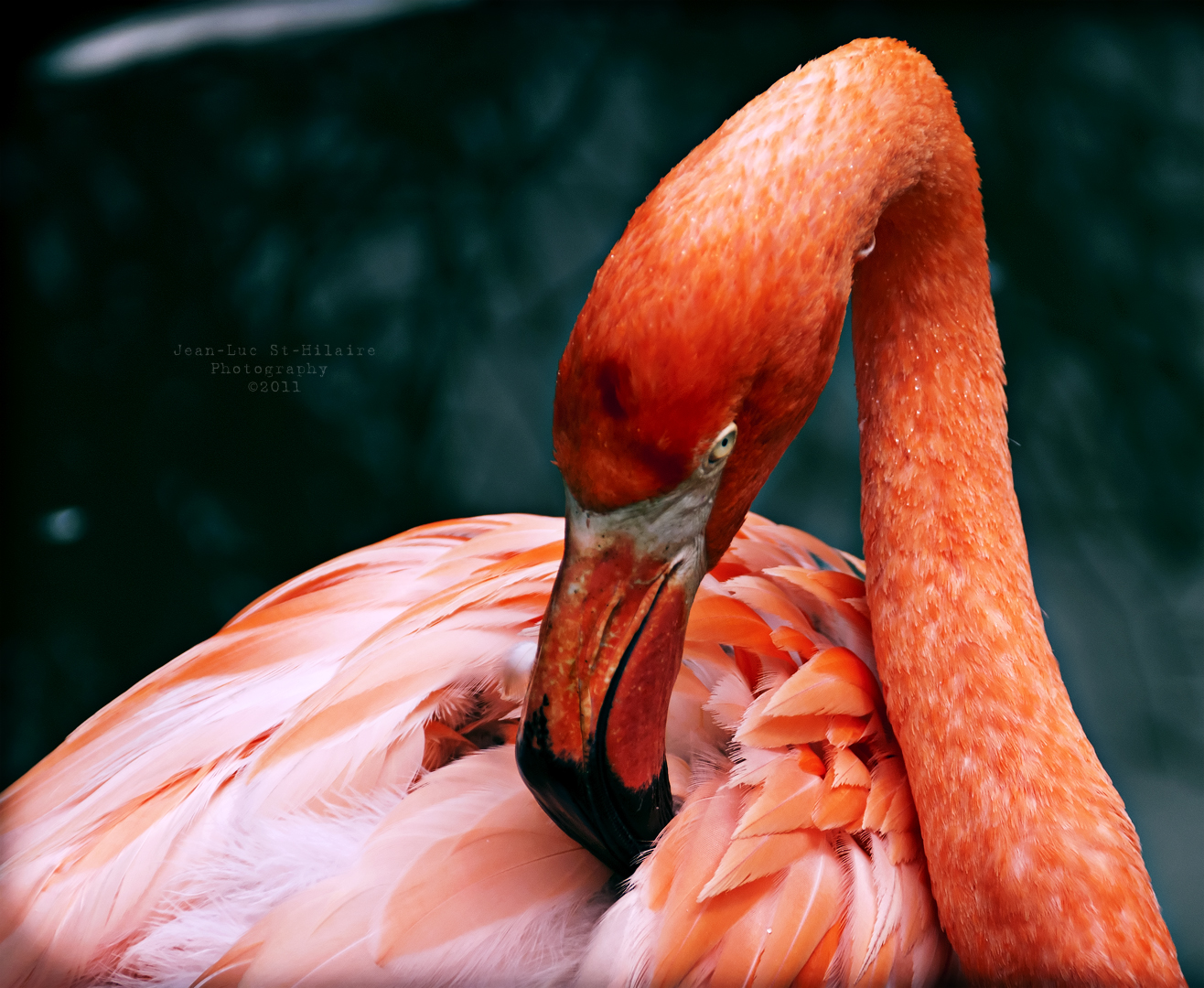 Wallpapers Animals Birds - Flamingos Angry Bird