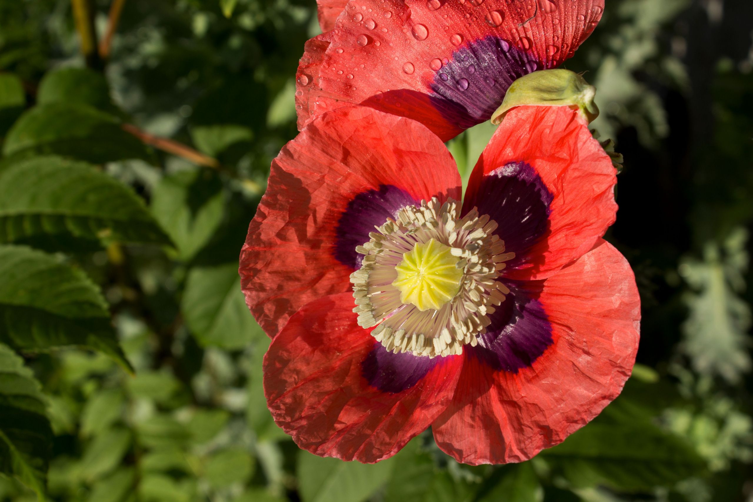 Fonds d'cran Nature Fleurs 