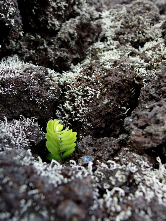 Fonds d'cran Nature Plantes - Arbustes La vie survit