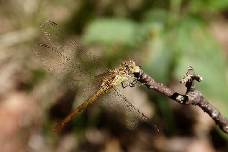 Fonds d'cran Animaux Insectes - Libellules Libellule 