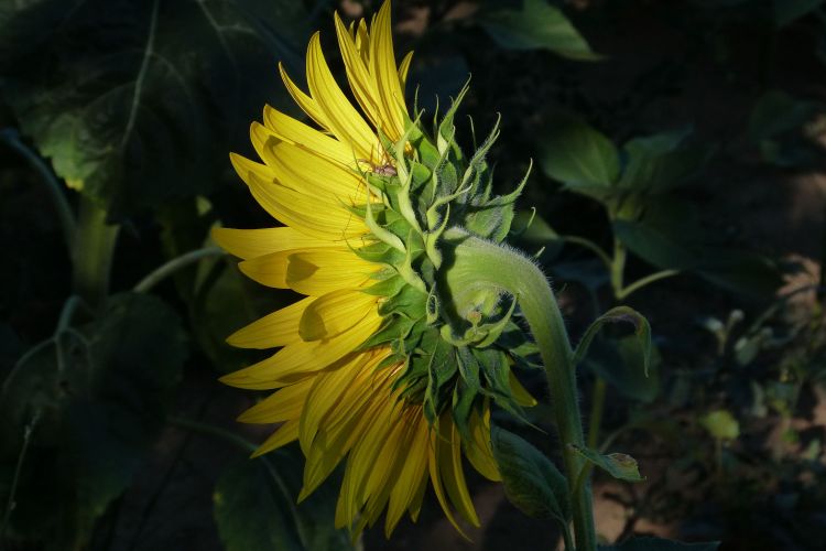 Fonds d'cran Nature Fleurs Tournesol 