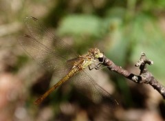  Animaux Libellule 