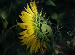  Nature Tournesol 