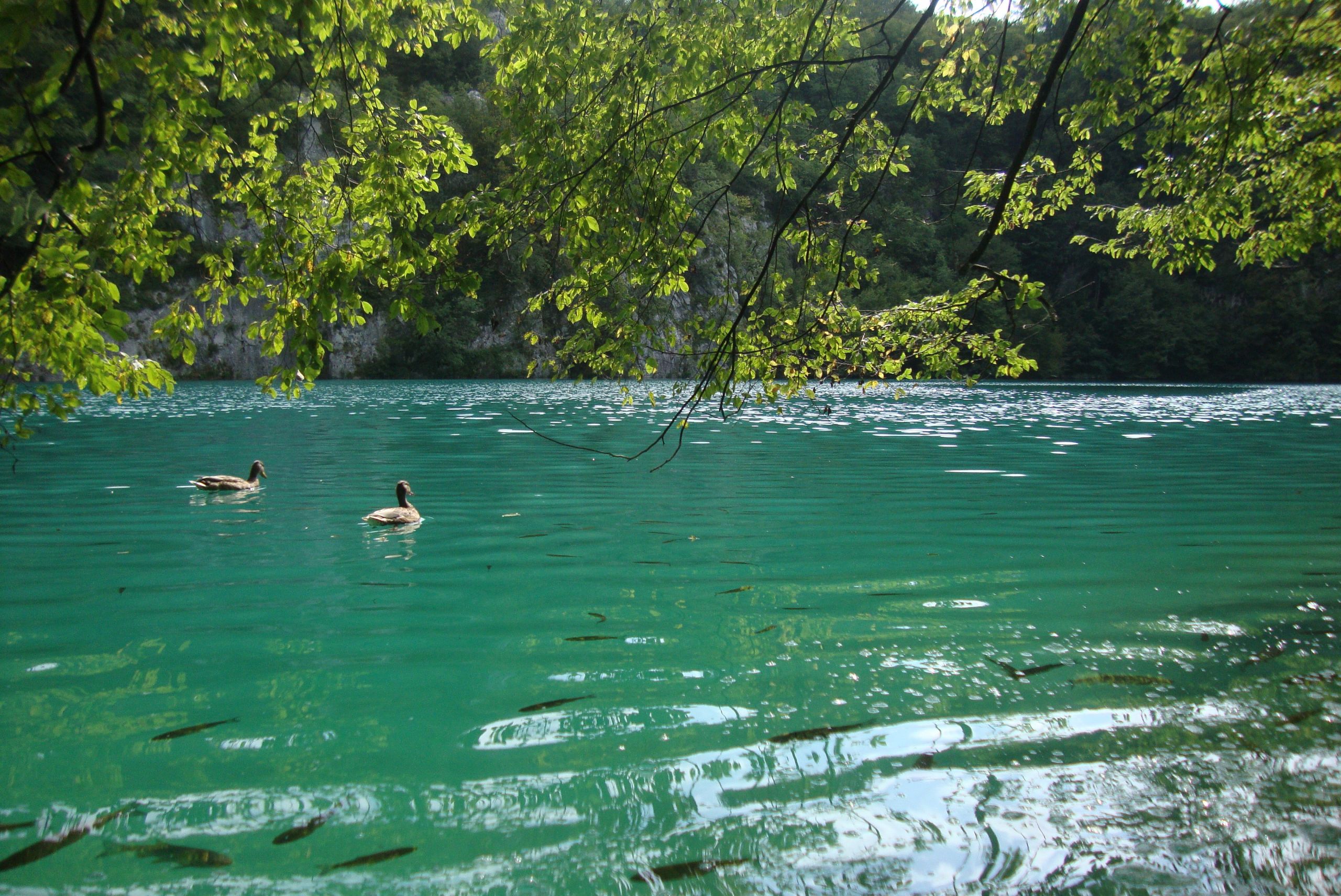 Fonds d'cran Nature Lacs - Etangs Plitvice Lake 