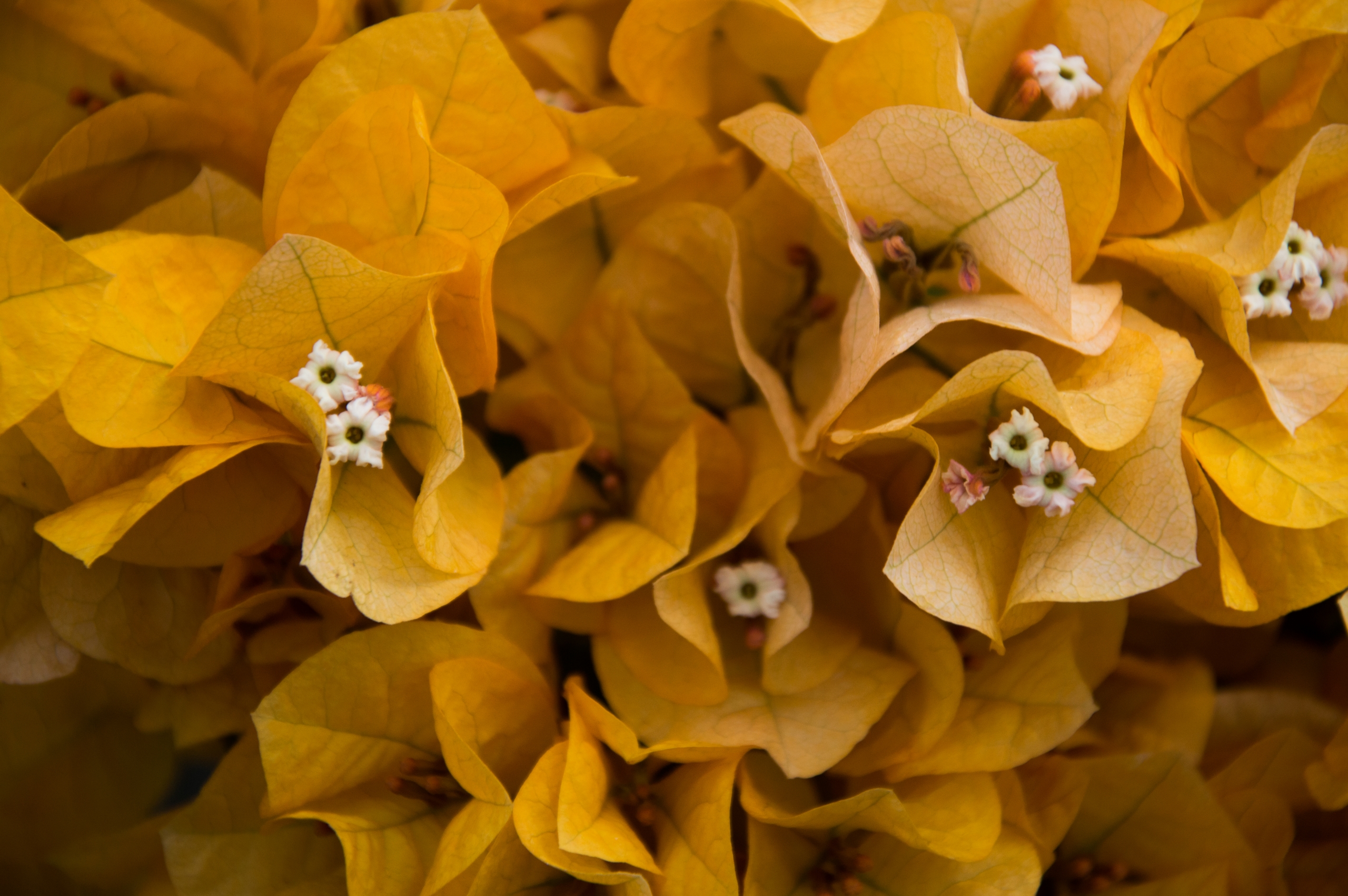 Fonds d'cran Nature Fleurs 