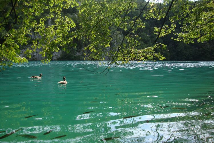 Wallpapers Nature Lakes - Ponds Plitvice Lake 