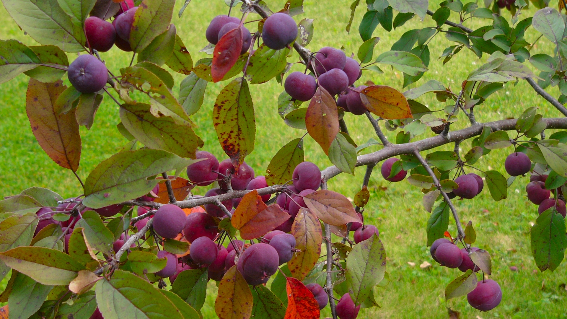 Wallpapers Nature Fruits Saison des pommes02