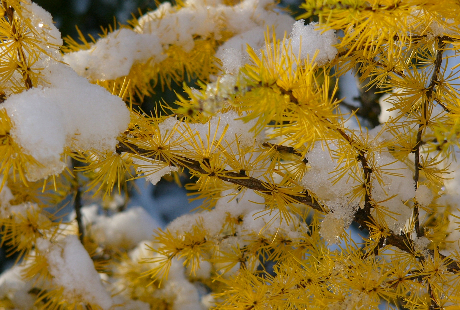 Wallpapers Nature Seasons - Fall Neige sur branche de tamarak