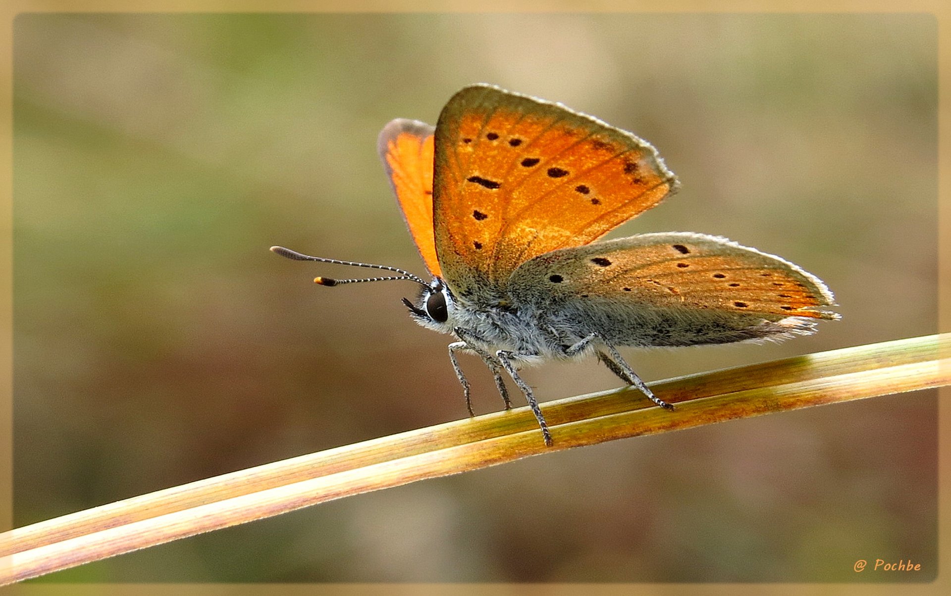 Fonds d'cran Animaux Insectes - Papillons 