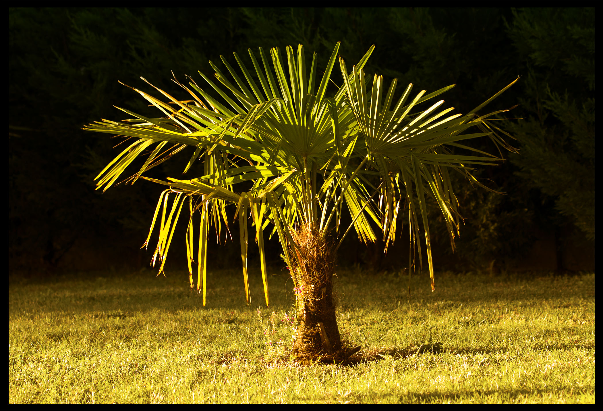 Wallpapers Nature Plants - Shrubs 