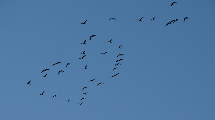 Fonds d'cran Animaux Oiseaux - Bernaches Envol