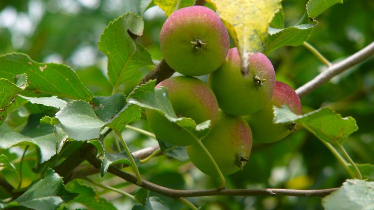 Wallpapers Nature Fruits Saison des pommes01