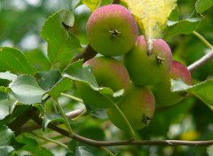  Nature Saison des pommes01