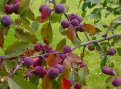  Nature Saison des pommes02