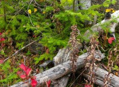  Nature Textures et couleurs d'automne