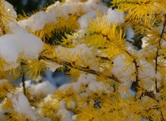  Nature Neige sur branche de tamarak