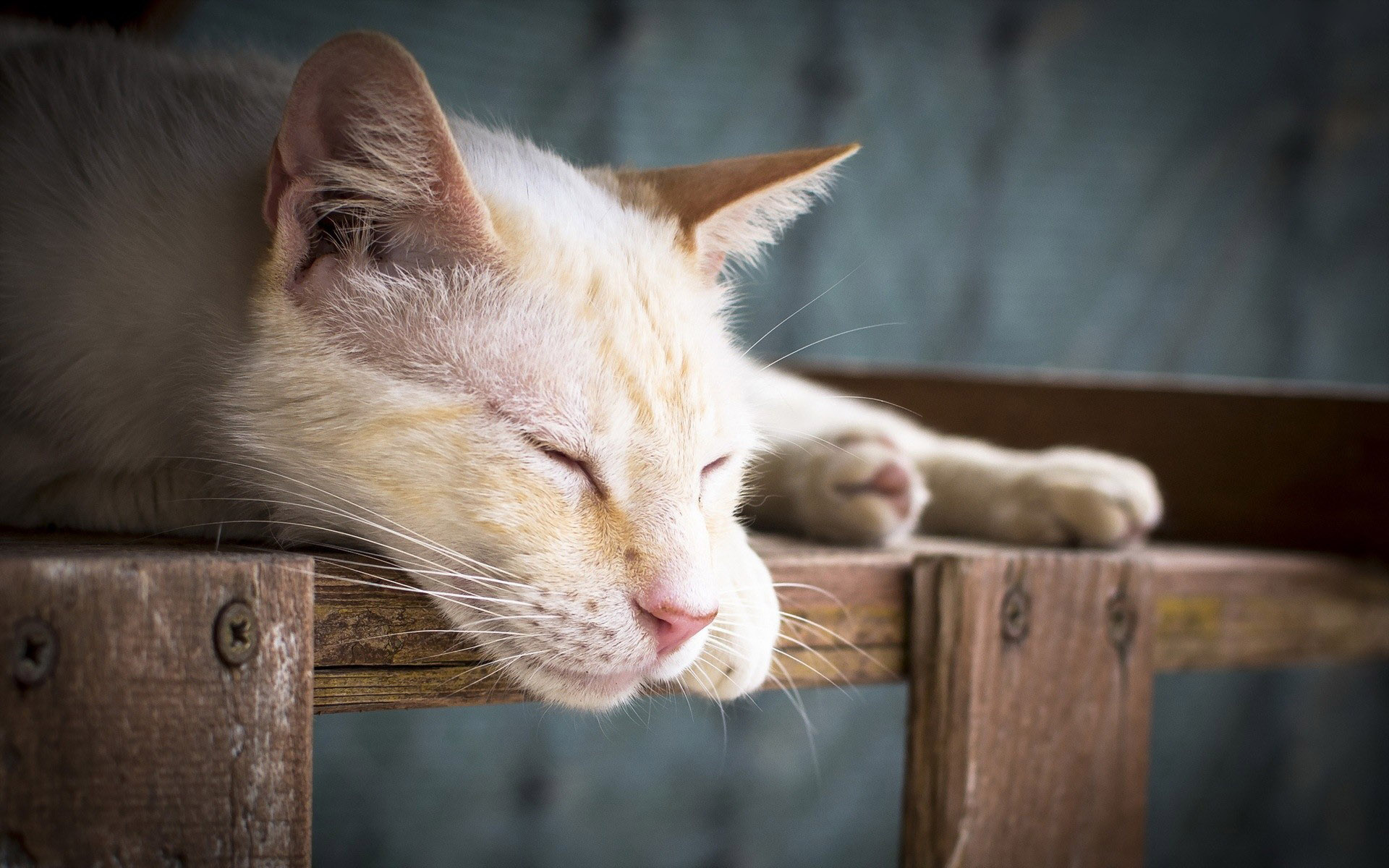 Fonds d'cran Animaux Chats - Chatons 