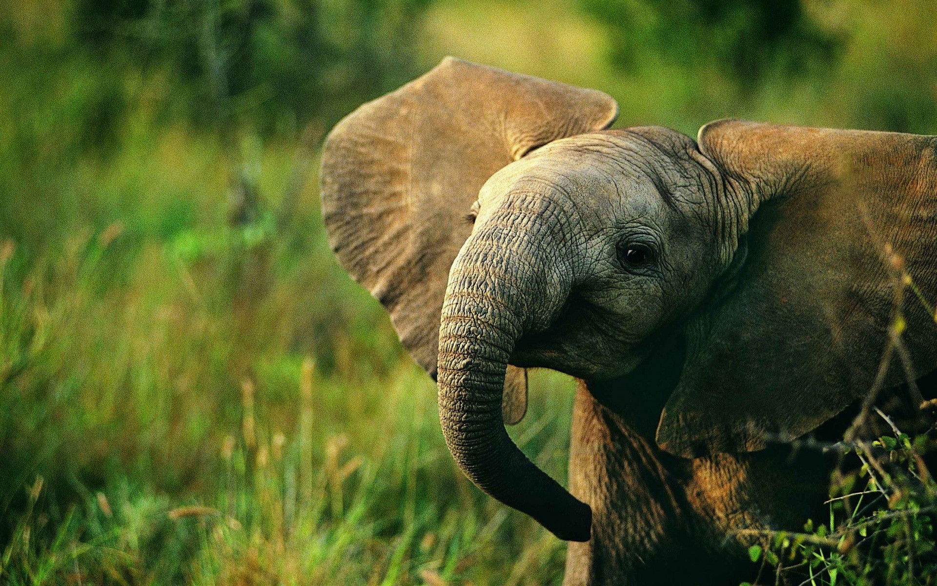 Wallpapers Animals Elephants 