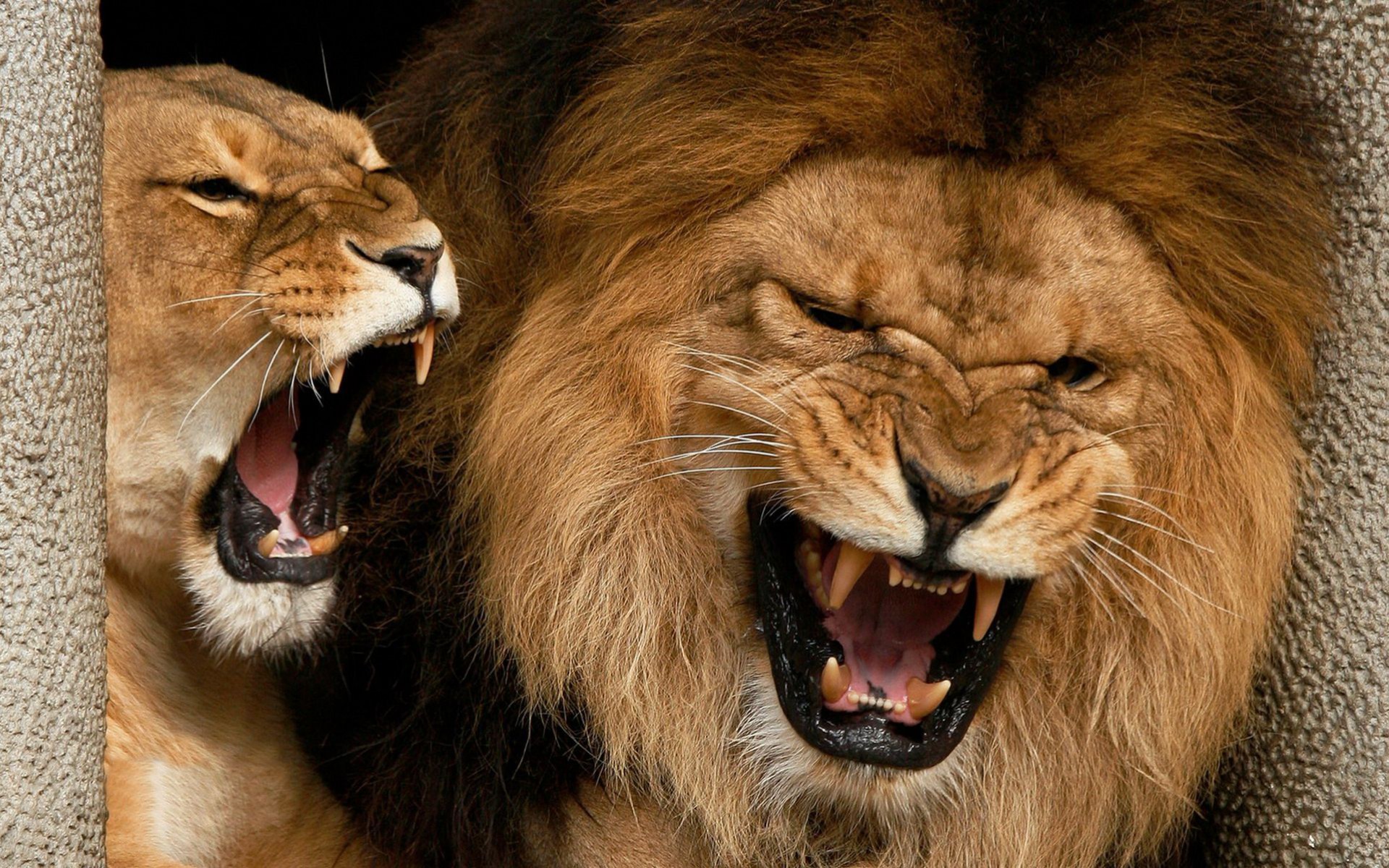 Wallpapers Animals Felines - Lions 