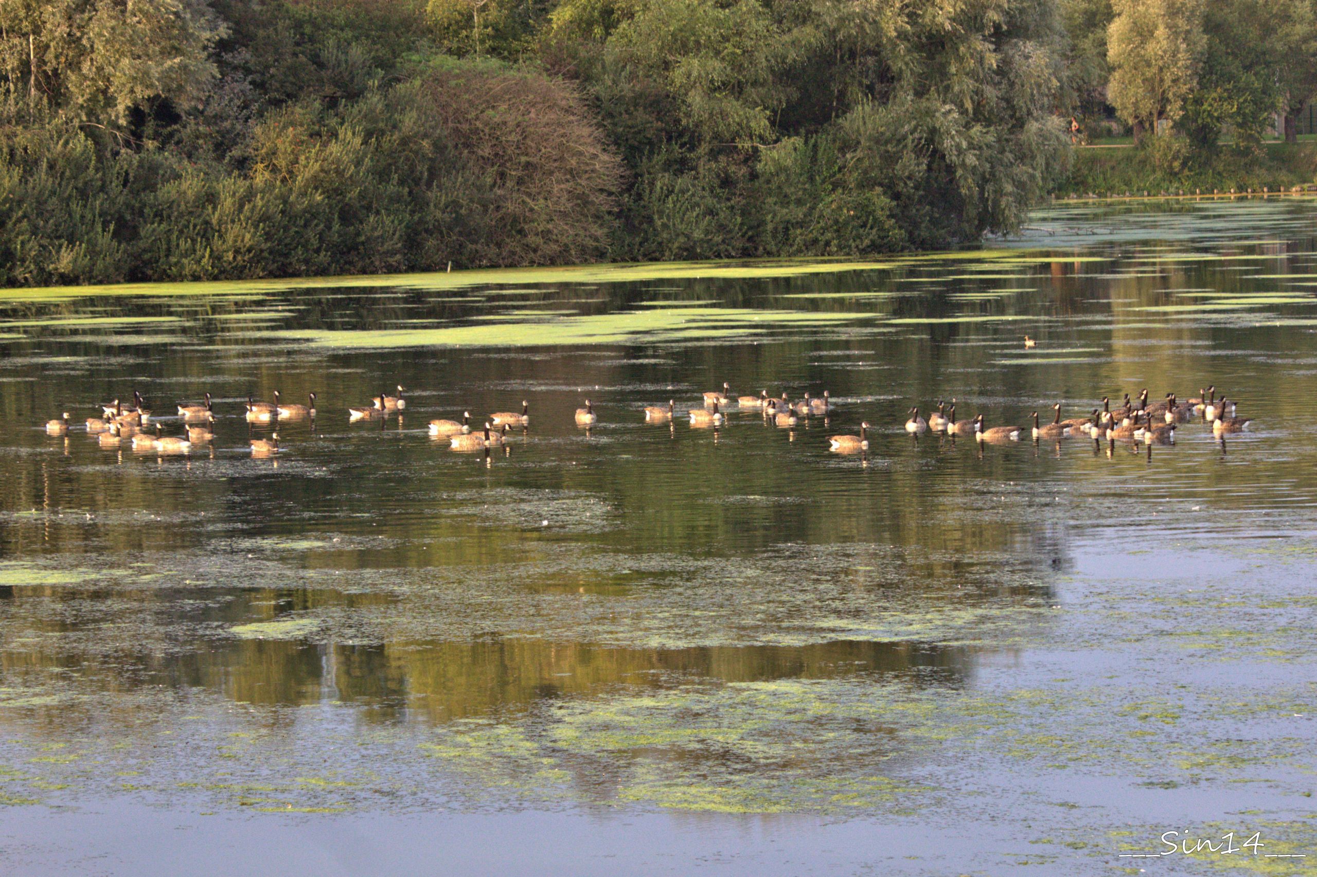 Fonds d'cran Nature Lacs - Etangs LAC DU HERON