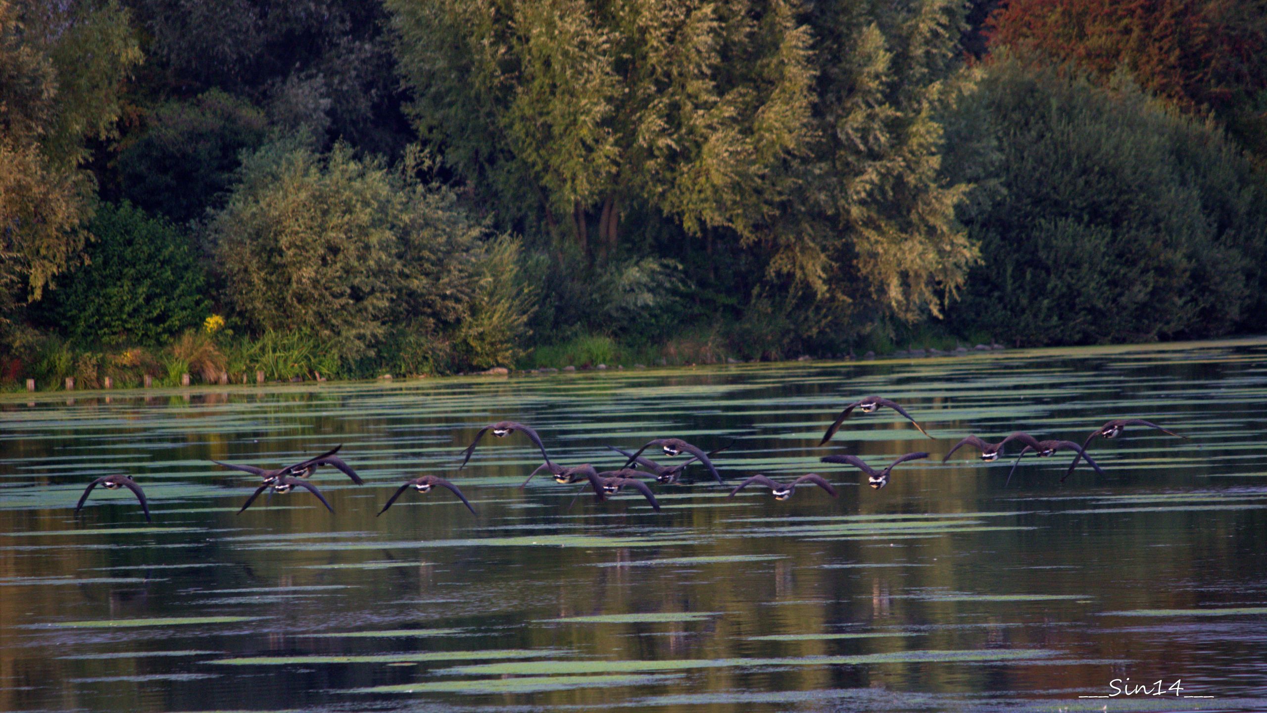 Fonds d'cran Nature Lacs - Etangs LAC DU HERON