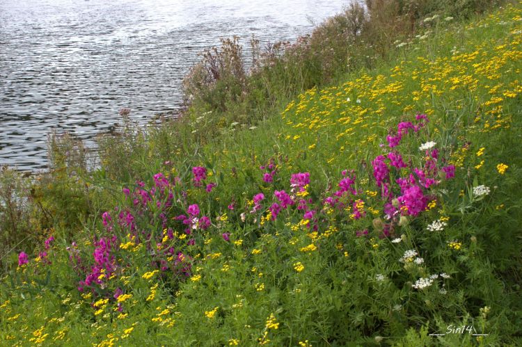 Fonds d'cran Nature Fleuves - Rivires - Torrents LA DEÛLE VERS COMINES