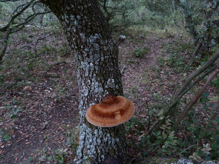 Fonds d'cran Nature Champignons Champignon lignicole