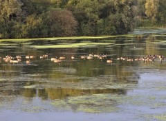  Nature LAC DU HERON