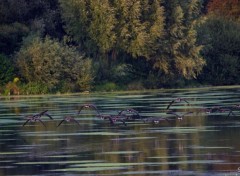  Nature LAC DU HERON