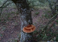  Nature Champignon lignicole