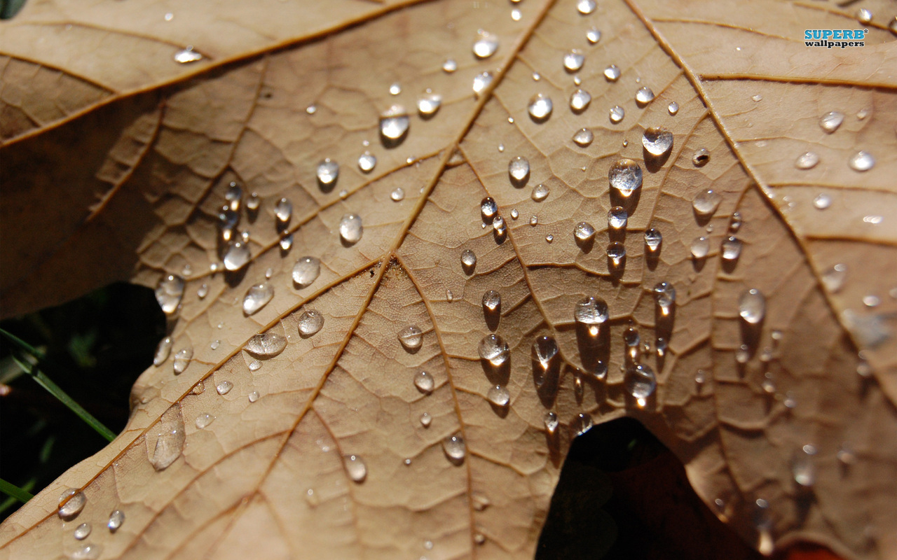 Fonds d'cran Nature Feuilles - Feuillages 