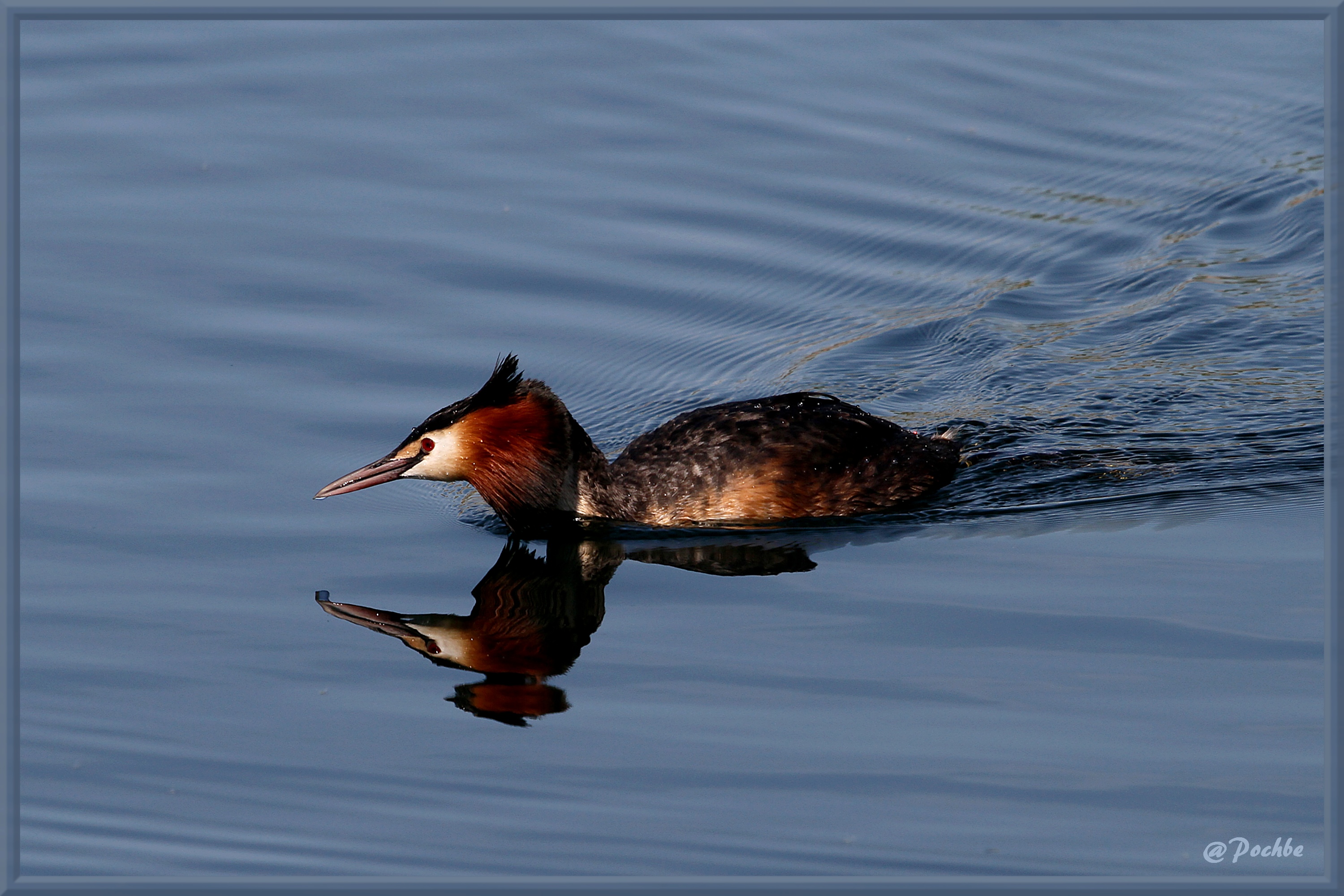 Fonds d'cran Animaux Oiseaux - Canards 