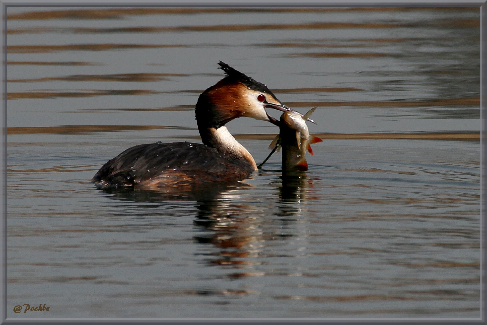 Fonds d'cran Animaux Oiseaux - Canards 