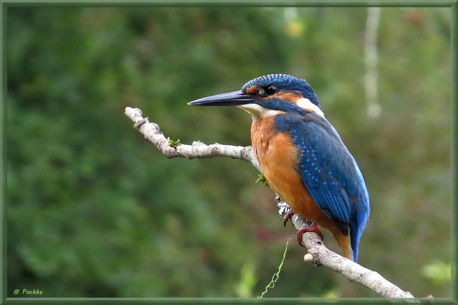 Fonds d'cran Animaux Oiseaux - Martins-pcheurs 