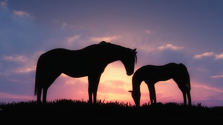 Fonds d'cran Animaux Chevaux Wallpaper N382633