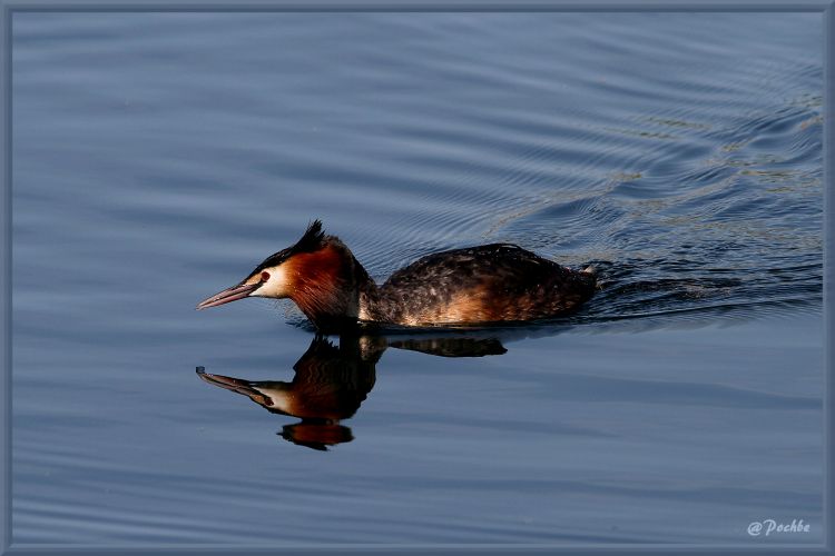 Fonds d'cran Animaux Oiseaux - Canards Wallpaper N382718