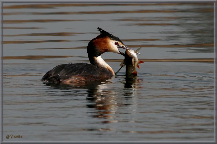 Fonds d'cran Animaux Oiseaux - Canards Wallpaper N382719