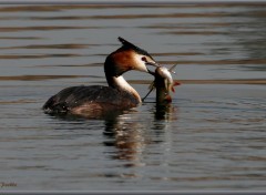  Animaux Image sans titre N382719