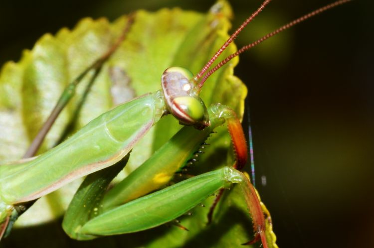 Fonds d'cran Animaux Insectes - Mantes Religieuse Mantes