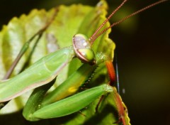  Animaux Mantes