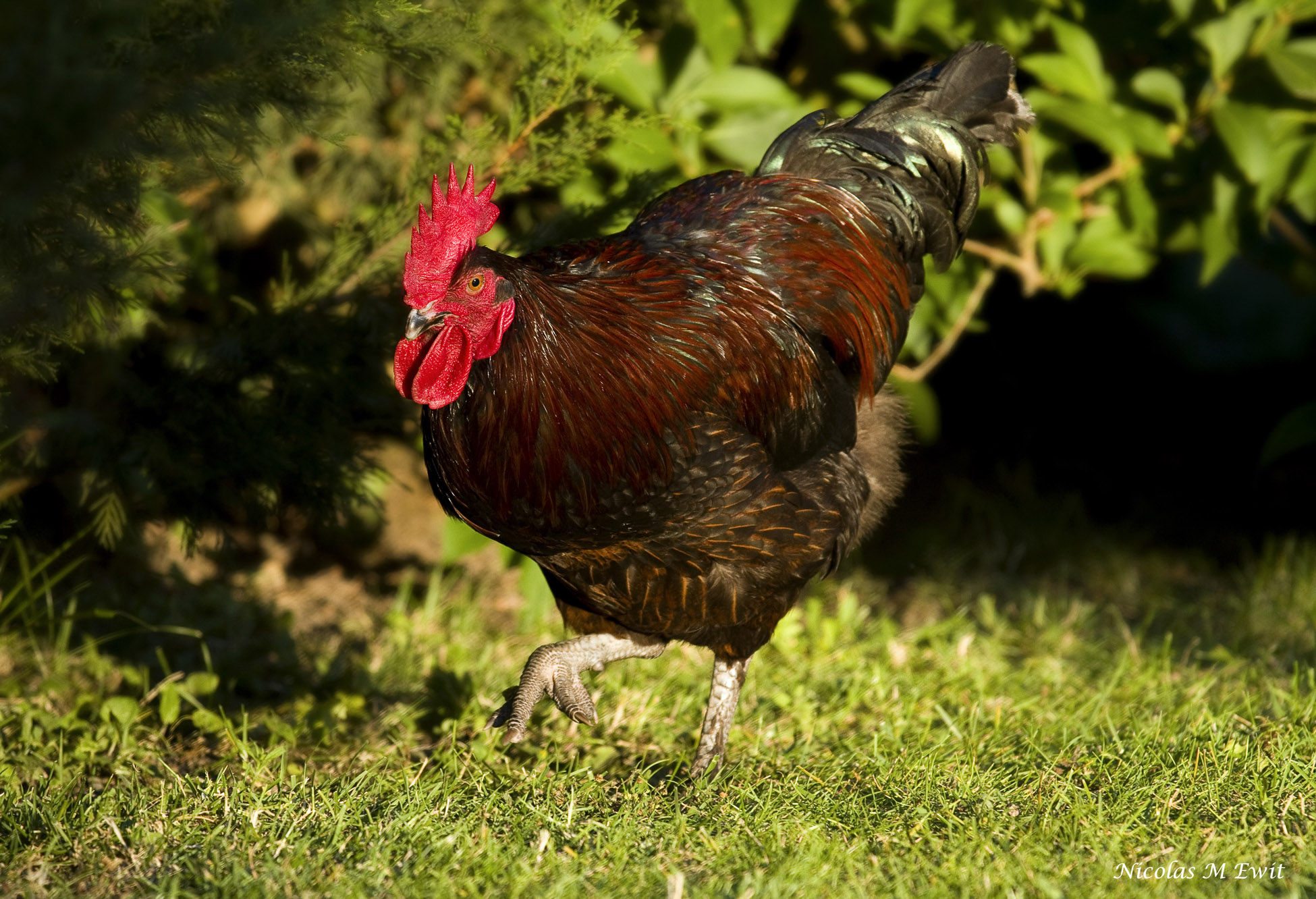 Fonds d'cran Animaux Oiseaux - Coqs et Poules 