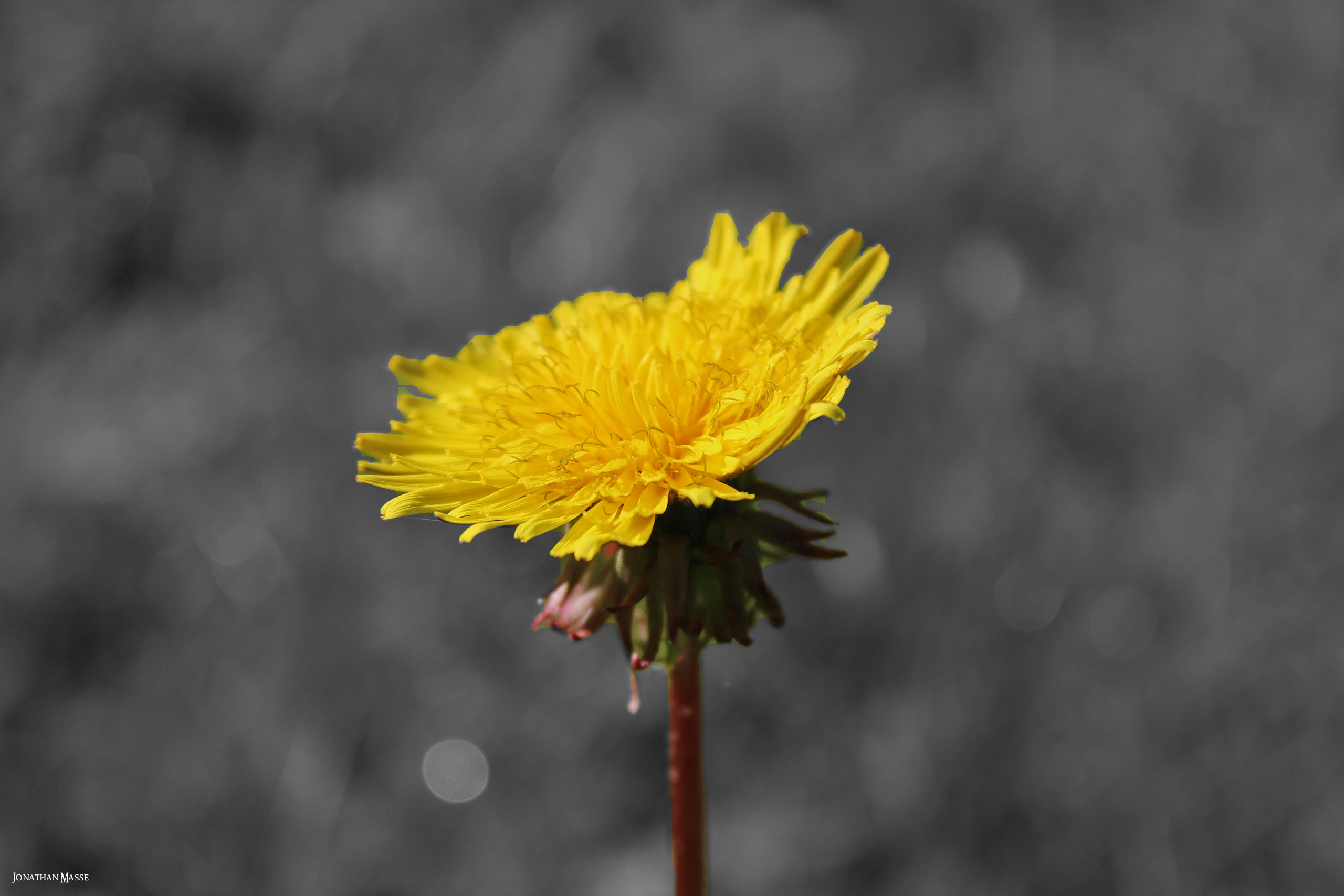 Fonds d'cran Nature Fleurs Pissenlit