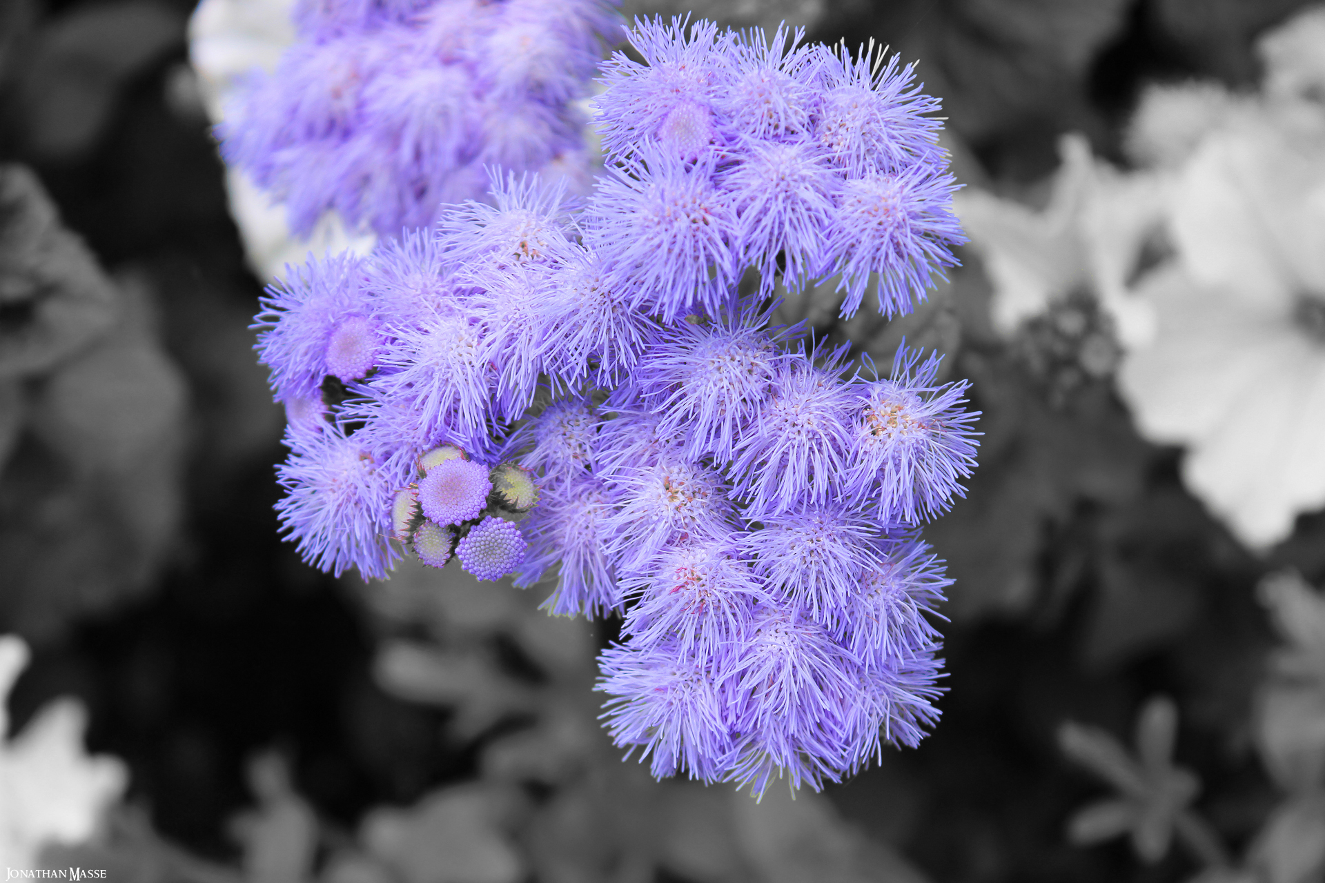 Fonds d'cran Nature Fleurs 